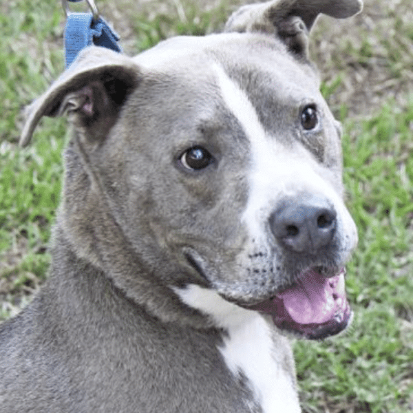 Mixed Breed, Almost 3 yrs, available for adoption at Nassau Humane Society in Fernandino Beach, FL