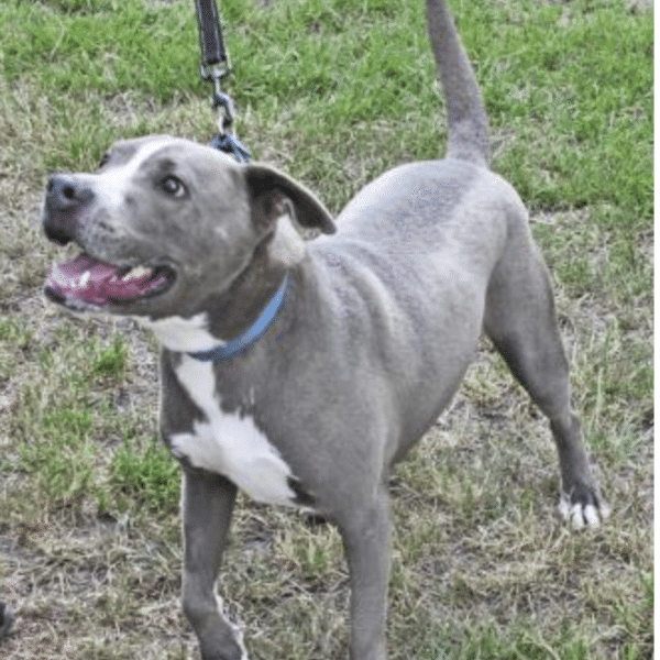 Mixed Breed, Almost 3 yrs, available for adoption at Nassau Humane Society in Fernandino Beach, FL