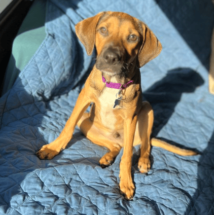 Labrador mix, 5 months old, for adoption by Animal Lighthouse Rescue in NY, NY