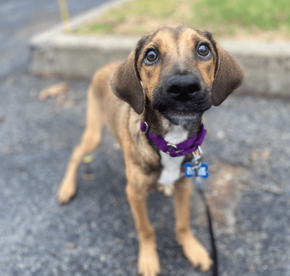 Labrador mix, 5 months old, for adoption by Animal Lighthouse Rescue in NY, NY