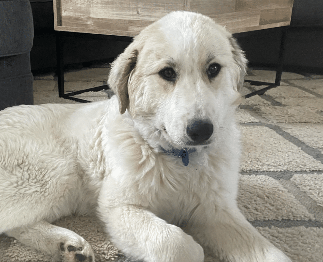 Great Pyrenees; 100 month old female available for adoption though Gimme Shelter Animal Rescue in Sagaponack, NY