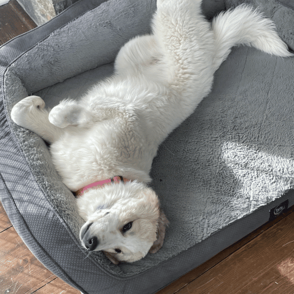 Great Pyrenees; 100 month old female available for adoption though Gimme Shelter Animal Rescue in Sagaponack, NY