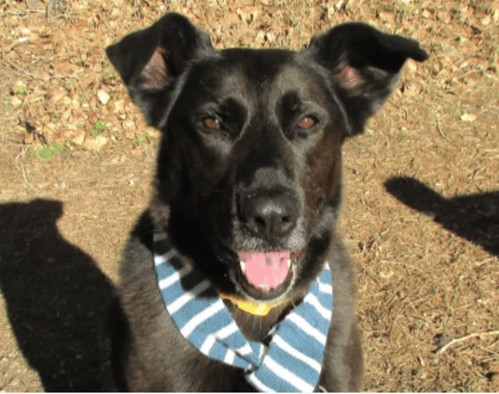 German Shepherd/Labrabor Mix for adoption by Humane Society of Boulder Valley, Boulder, CO.