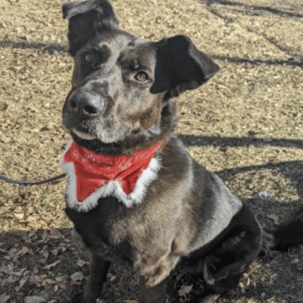 German Shepherd/Labrabor Mix for adoption by Humane Society of Boulder Valley, Boulder, CO.