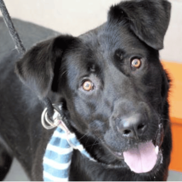 German Shepherd/Labrabor Mix for adoption by Humane Society of Boulder Valley, Boulder, CO.