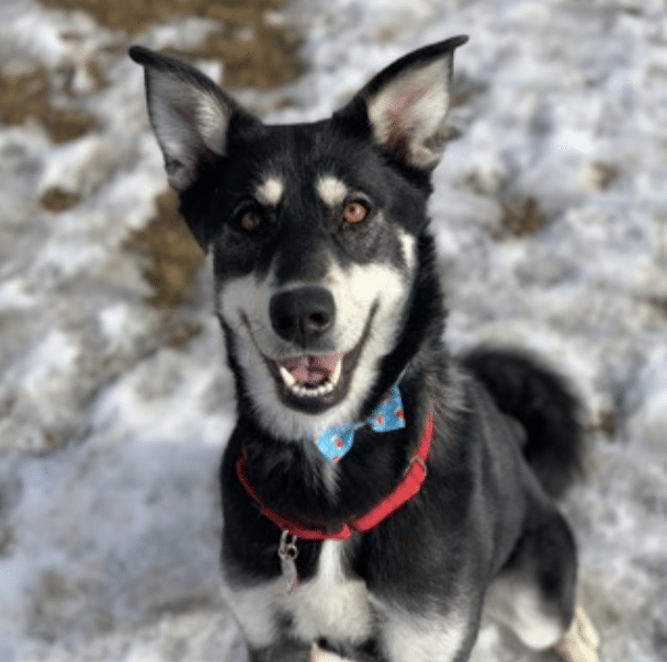 Siberian Husky mix, 2 yrs old, female, available for adoption at Humane Society of Boulder Valley