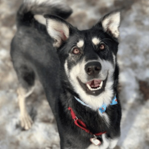 Siberian Husky mix, 2 yrs old, female, available for adoption at Humane Society of Boulder Valley