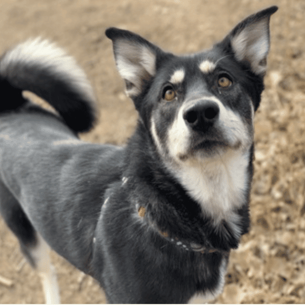 Siberian Husky mix, 2 yrs old, female, available for adoption at Humane Society of Boulder Valley