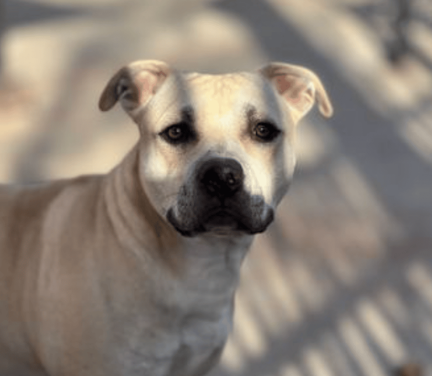 American Pit Bull Terrier, Male, 3 years, available for adoption at Young Williams Animal Center in Knoxville, TN