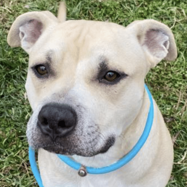 American Pit Bull Terrier, Male, 3 years, available for adoption at Young Williams Animal Center in Knoxville, TN