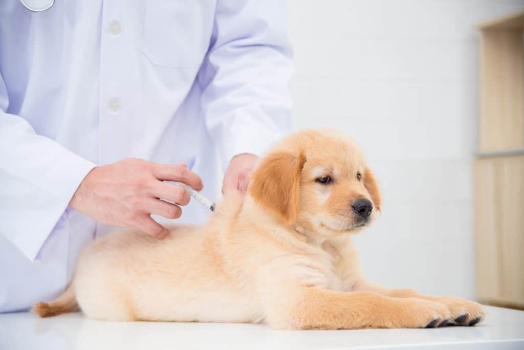 Golden Retriever puppy getting vaccinated