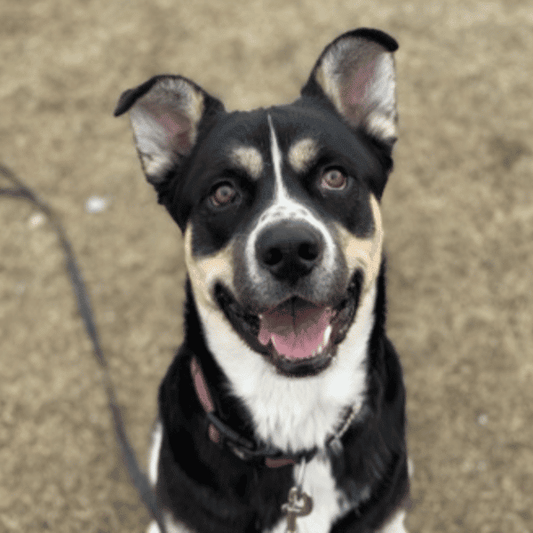 Kyro, 1 year old Siberian Husky Mix available for adoption through Humane Society of Boulder Valley