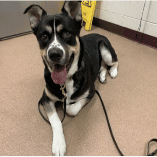 Kyro, 1 year old Siberian Husky Mix available for adoption through Humane Society of Boulder Valley