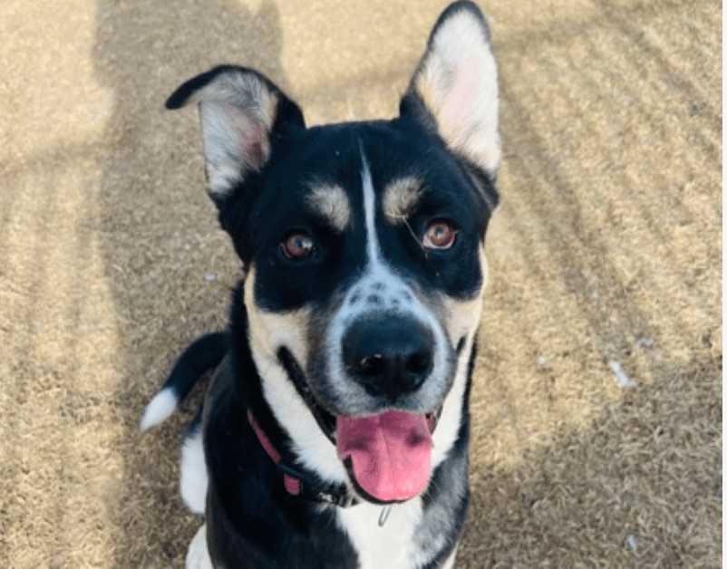 Kyro, 1 year old Siberian Husky Mix available for adoption through Humane Society of Boulder Valley