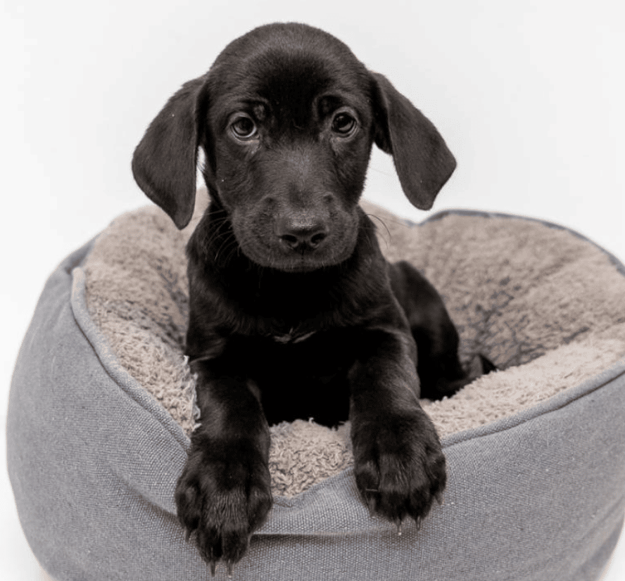 Collie, Retriever, Lab mix for adoption at Animal Haven in New York