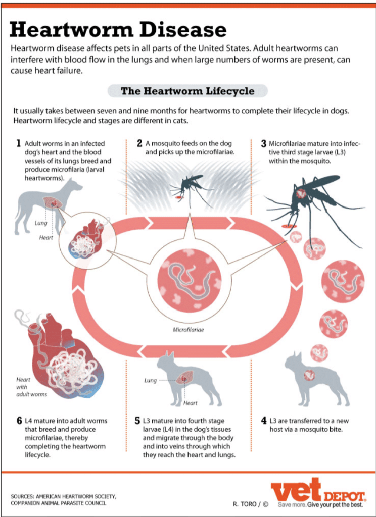 The cycles of heartworm disease are illustrated in this chart from Vet Depot