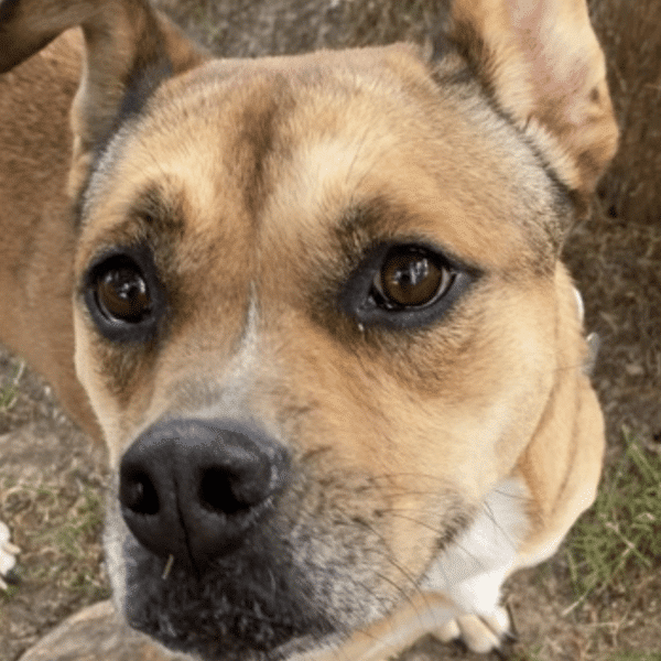 Terrier for adoption at Young Williams Animal Center in Knoxville, TN