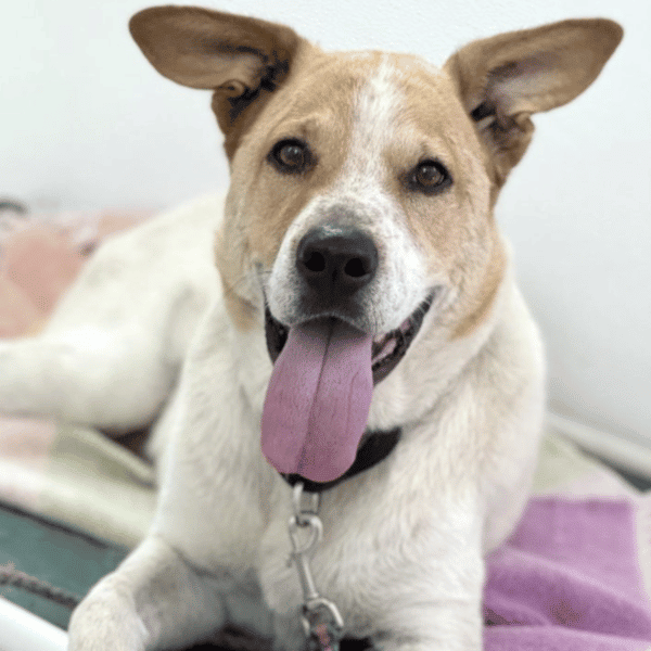 Shepherd Aussie Mix for adoption at Austin Pets Alive in Austin, TX