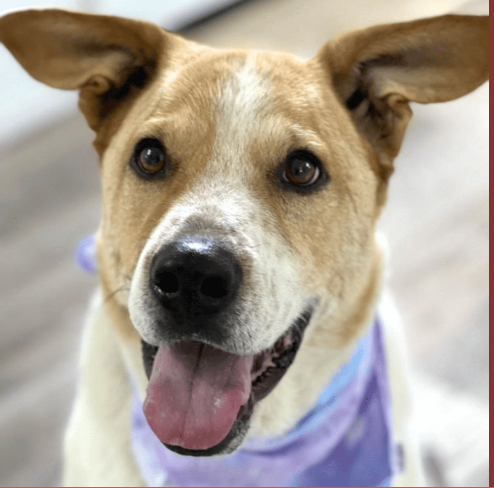 Shepherd Aussie Mix for adoption at Austin Pets Alive in Austin, TX