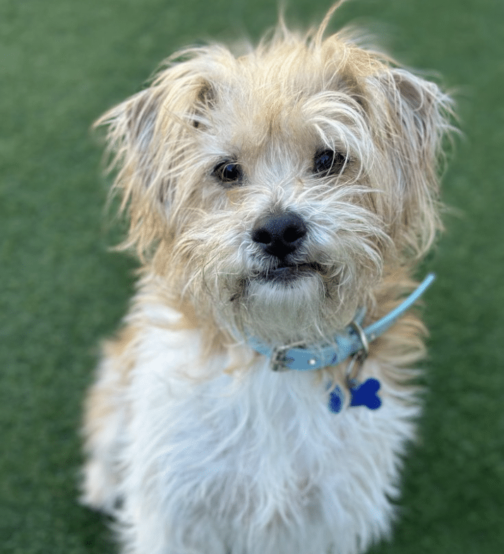 Terrier Mix. 5 yrs old. Available at Vanderpump dogs in LA
