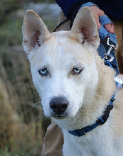 2 yr old white husky mix for adoption at Lehigh Valley Humane Society