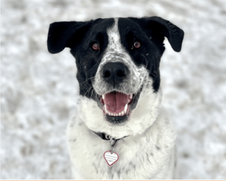 Australian Cattle Dog mix for adoption at Humane Society of Boulder Valley, Boulder, CO