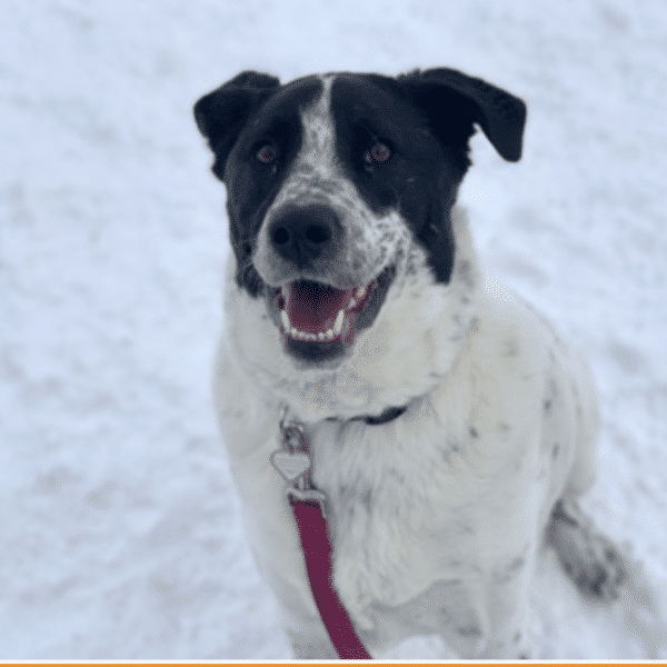 Australian Cattle Dog mix for adoption at Humane Society of Boulder Valley, Boulder, CO