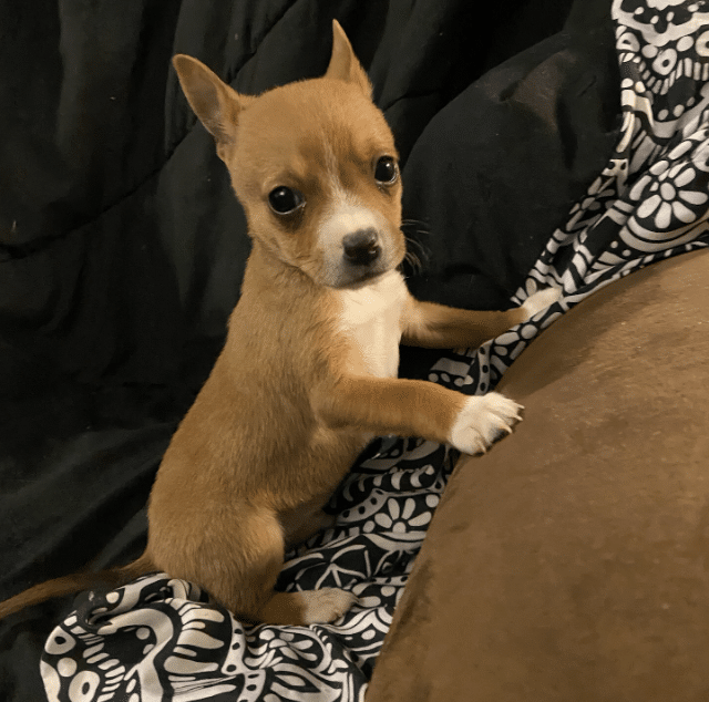 7 Week old Chihuahua mix for adoption at Gimme Shelter Animal Rescue in Sagaponack, NY