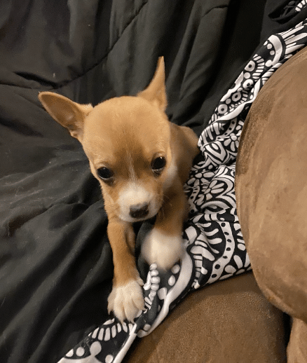 7 Week old Chihuahua mix for adoption at Gimme Shelter Animal Rescue in Sagaponack, NY