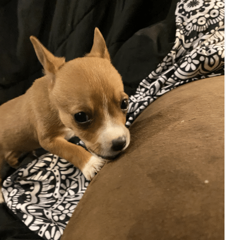 7 Week old Chihuahua mix for adoption at Gimme Shelter Animal Rescue in Sagaponack, NY