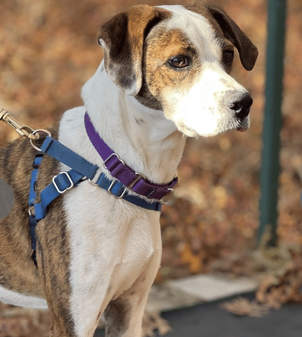 1 Yr 7 mo old Hound Mix for adoption in East Hampton, NY, at ARF