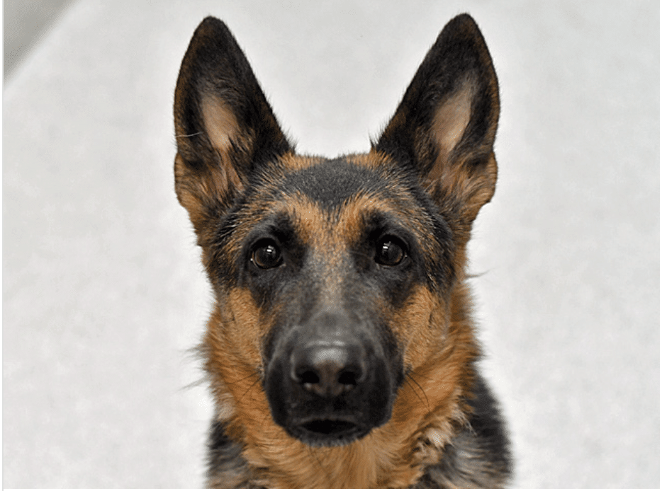 3 year old Female German Shepherd for adoption at Dumb Friends League in Colorado