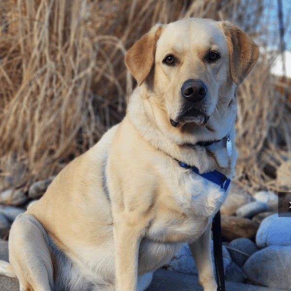 Yellow Labrador Retriever, 3 year old female, for adoption at Safe Harbor Lab Rescue in Golden, CO.