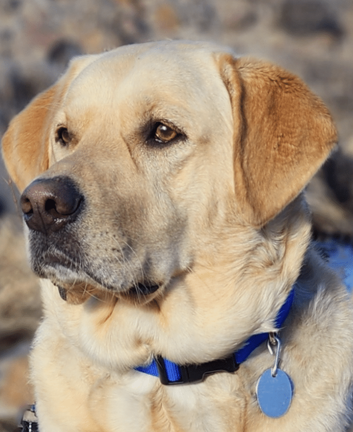 Yellow lab best sale rescue dogs