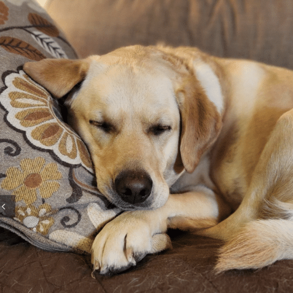 Yellow Labrador Retriever, 3 year old female, for adoption at Safe Harbor Lab Rescue in Golden, CO.