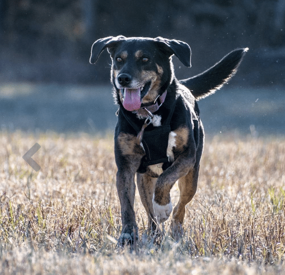 Kade is a 4 yr old mixed breed available for adoption at Middleburgt Humane Society in Virginia.