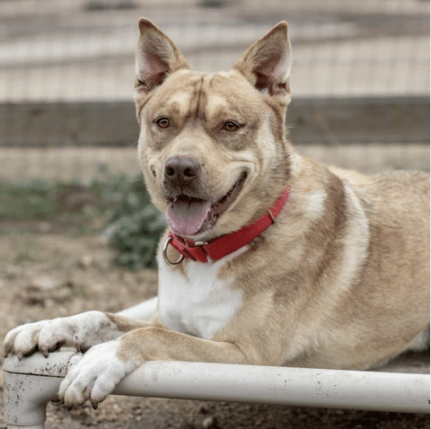 Female Husky Pitbull mix for adoption at Marley's Mutts in California.