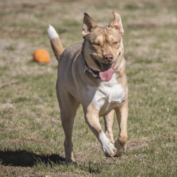 https://www.marleysmutts.org/post/rosie