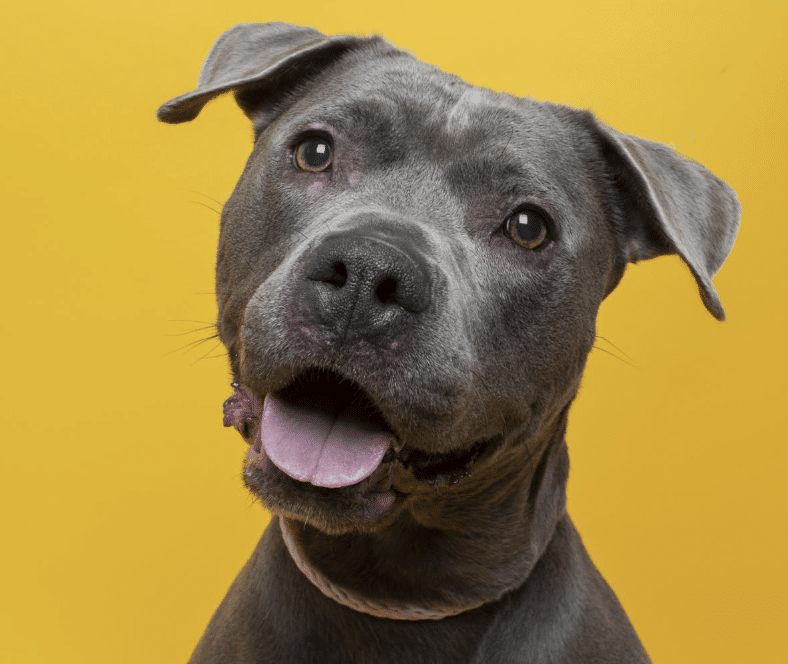 Male Pit Bull mix, 7 yrs, for adoption at Dumb Friends league in Denver