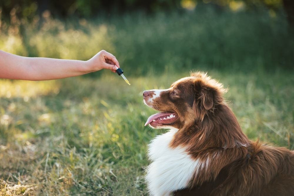 Mini Aussie about to get CBD oil from a medicine dropper