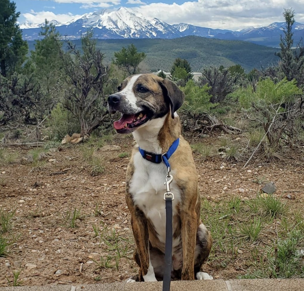 Billie is a veryhappy looking brown and white, 5 yr old mixed breed female up for adoption at Colorado Animal Rescue in Glenwood Springs