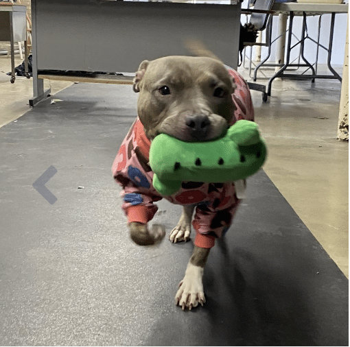 Headshot of a gray and white mixed breed up for adoption at Heartland Animal Shelter in Illinois