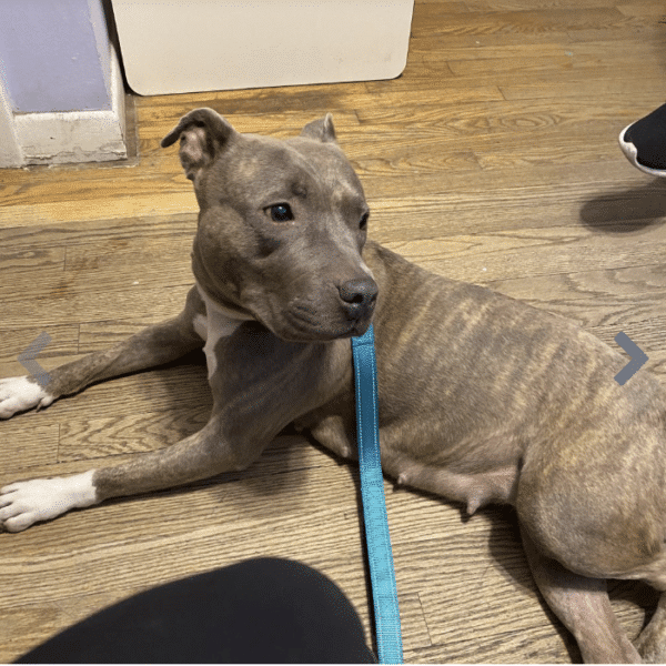 Headshot of a gray and white mixed breed up for adoption at Heartland Animal Shelter in Illinois