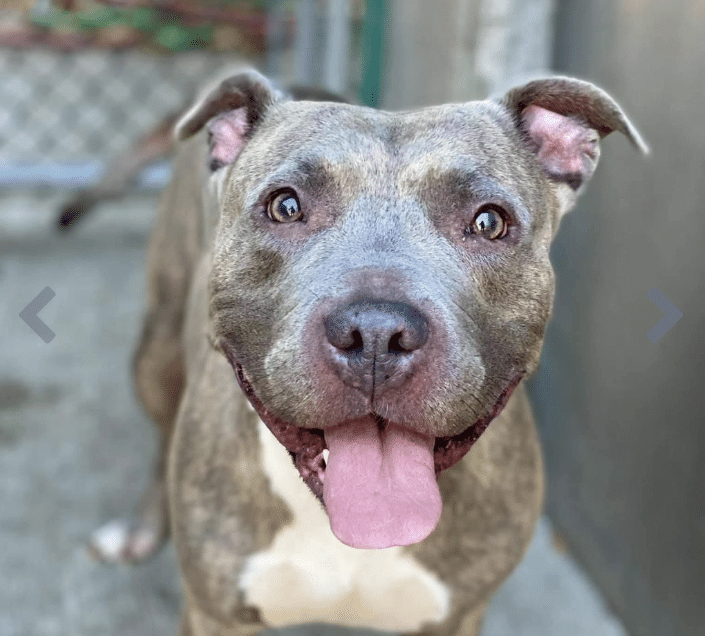 Headshot of a gray and white mixed breed up for adoption at Heartland Animal Shelter in Illinois