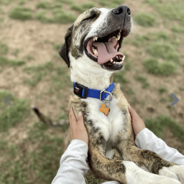 Billie is a veryhappy looking brown and white, 5 yr old mixed breed female up for adoption at Colorado Animal Rescue in Glenwood Springs