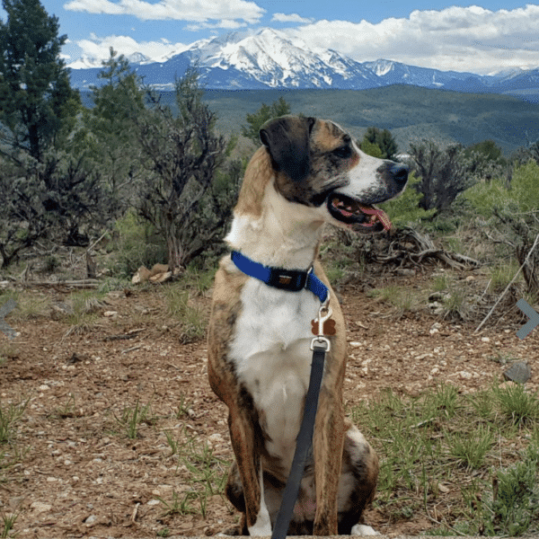Billie is a veryhappy looking brown and white, 5 yr old mixed breed female up for adoption at Colorado Animal Rescue in Glenwood Springs