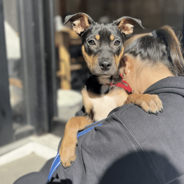 This is Maddie, a 5-1/2 mo. old pup. She's brown, black, and white, a Labrador Boxer mix and is available for adoption through Social Tees Animal Rescue in New York City.