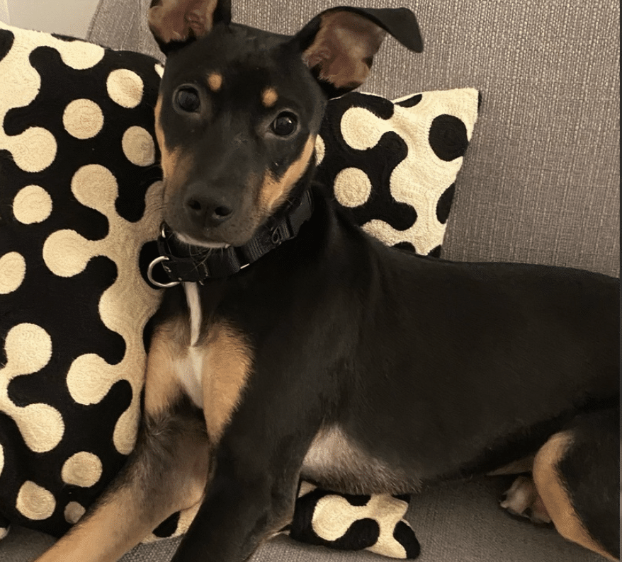 This is Maddie, a 5-1/2 mo. old pup. She's brown, black, and white, a Labrador Boxer mix and is available for adoption through Social Tees Animal Rescue in New York City.