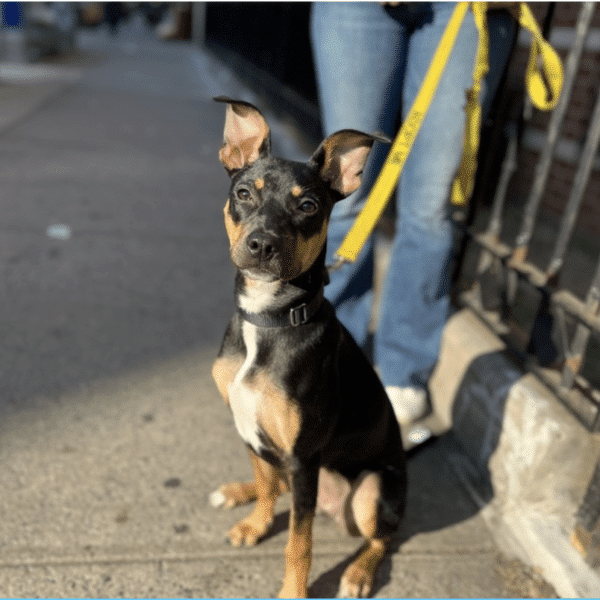 This is Maddie, a 5-1/2 mo. old pup. She's brown, black, and white, a Labrador Boxer mix and is available for adoption through Social Tees Animal Rescue in New York City.