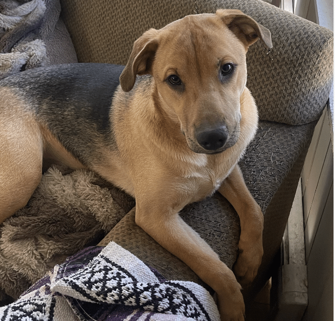 Lucy, a 8 mo old, brown and black Shepherd Mix, lying on a sofa in her foster home. She's up for adoption via Gimme Shelter Animal Rescue in Sagaponack , NY